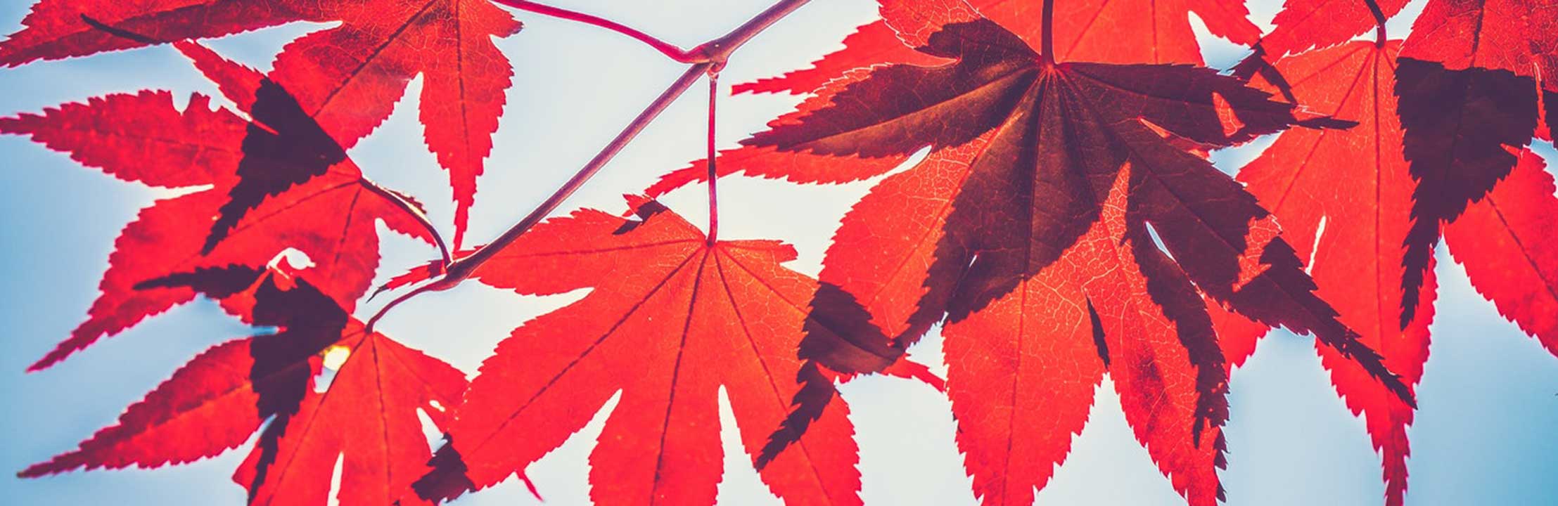 Autumn_Banner